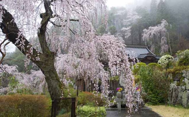 Espacio: asombro por cerezos que brotaron de semillas