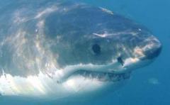 Localizan tiburón blanco más grande de costas australianas