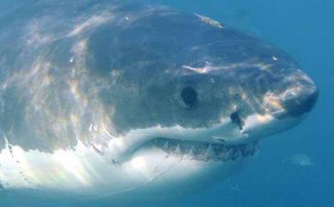 Localizan tiburón blanco más grande de costas australianas