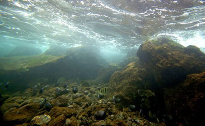 Peces de aguas con CO2 tienen mayor riesgo de ser comidos