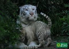 Así nacieron los trillizos de tigres blancos en zoo porteño