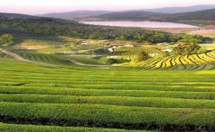 ONU: tecnología nuclear para luchar contra el hambre