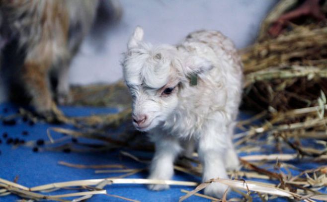 Noori, la primera cabra clonada en India. Imagen de archivo.. EFE