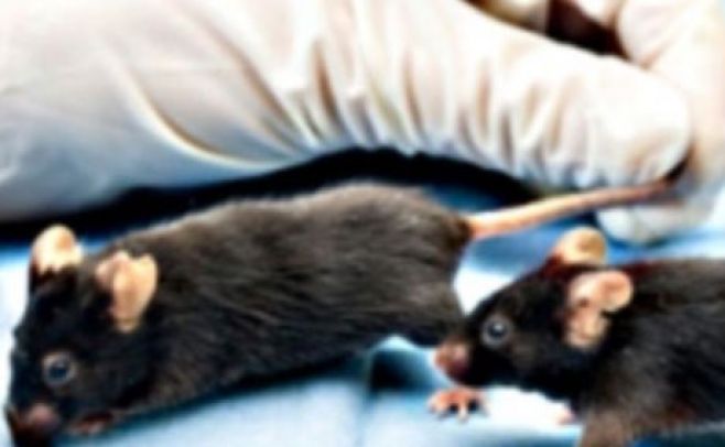 Sangre joven para cuerpos viejos..  VoA