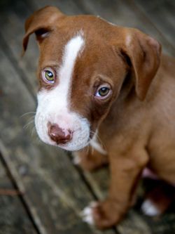 Video compila las reacciones de perros "culpables"