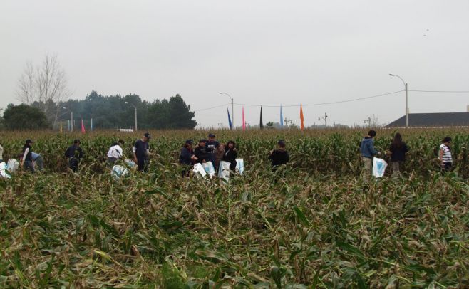 La Tertulia Agropecuaria: La Chocleada, una iniciativa para cosechar maíz y fomentar la solidaridad