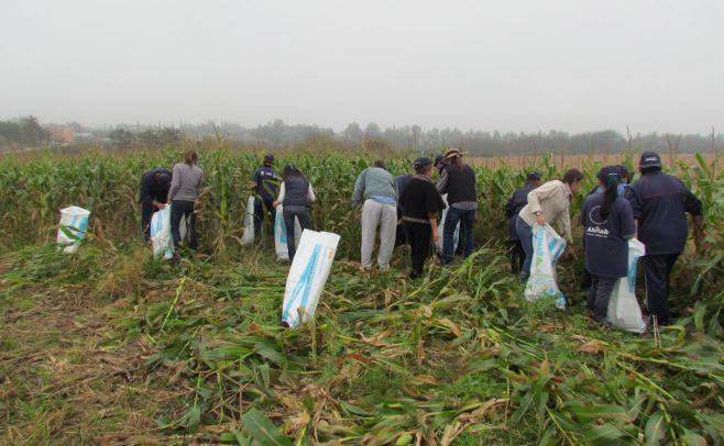 La Tertulia Agropecuaria: La Chocleada, una iniciativa para cosechar maíz y fomentar la solidaridad