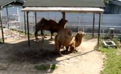 Fallece en Japón el camello más viejo del mundo