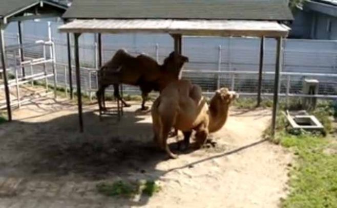 Fallece en Japón el camello más viejo del mundo