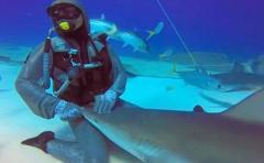 Impactante video: buzo le hace mimos a un tiburón