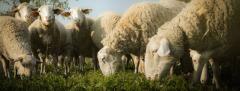 La Tertulia Agropecuaria analiza la producción de carne ovina, un sector con mucho potencial