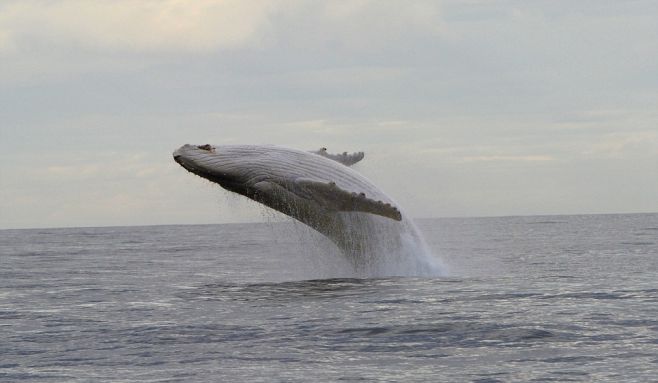 Migaloo, la ballena blanca, fotografiada en pleno vuelo. 