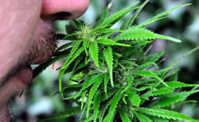 Autocultivo de cannabis en Uruguay.. Nicolas Celaya