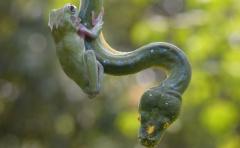 En fotos: rana de árbol y serpiente pitón son amigas
