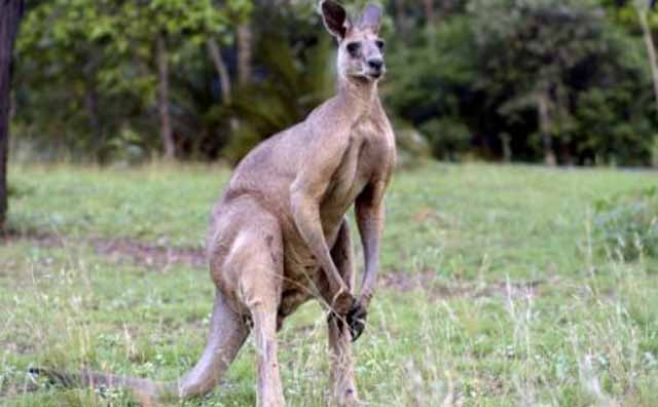 Canguros usan la cola como poderosa extremidad