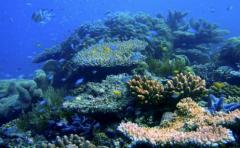 Larvas de Gran Barrera Coral se valen del olfato y el oído