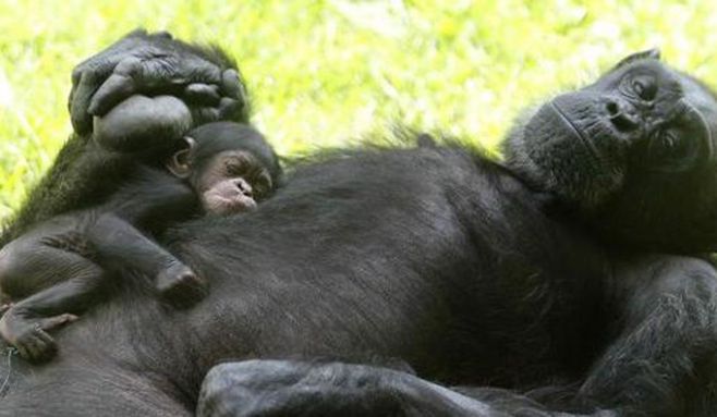 Inteligencia de los chimpancés depende de los genes