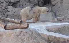 Arturo, la historia del oso "más triste del mundo"