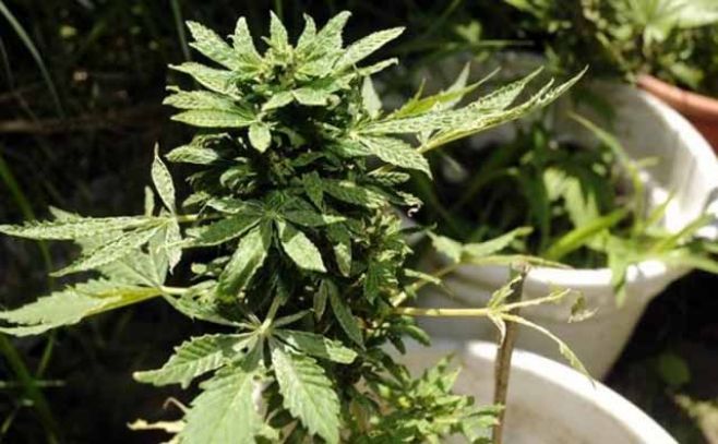 Autorizan a pacientes crónicos a cultivar cannabis en casa