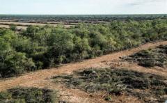 Alertan sobre avance de desmontes de bosques