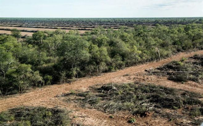 Alertan sobre avance de desmontes de bosques. EFE