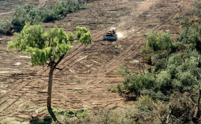 Alertan sobre avance de desmontes de bosques. EFE