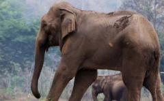 Desaparición de fauna salvaje aumenta trabajo esclavo