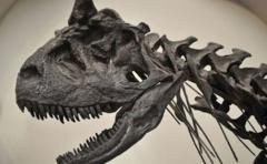 La "mala suerte" causó la extinción de los dinosaurios