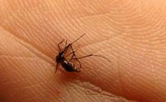 Una aplicación promete ahuyentar a los mosquitos