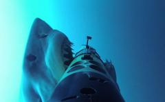 Investigan el comportamiento de los tiburones