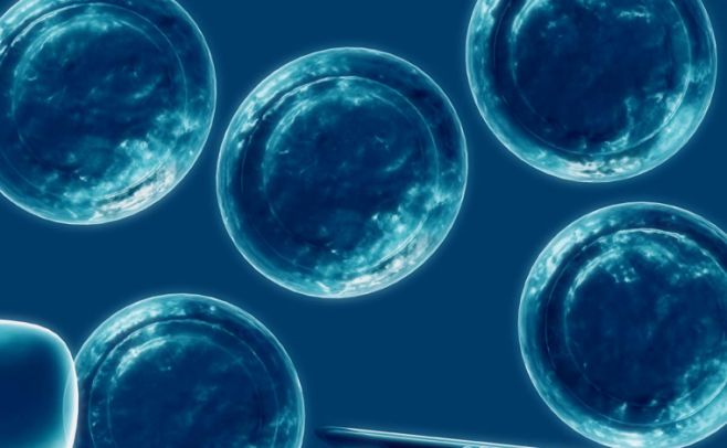 Células madre humanas injertadas a ratas crecen como neuronas