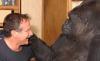 Koko,  el gorila que lloró por la muerte de Robin Williams