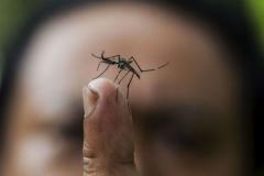 Chikunguña: descubren hongo contra mosquito transmisor