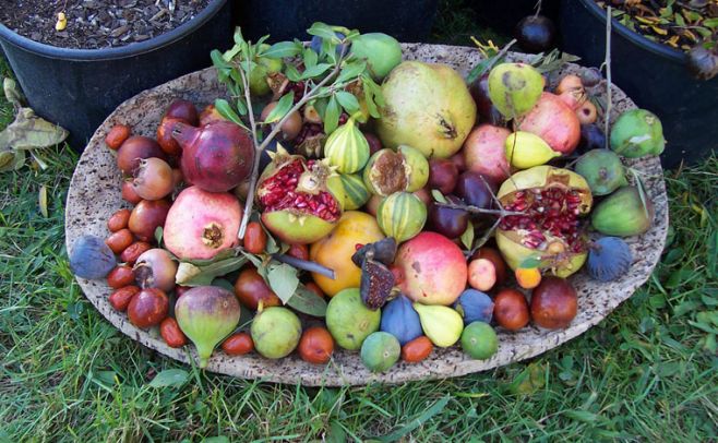 ¿Cuántas porciones de frutas y vegetales debemos comer?