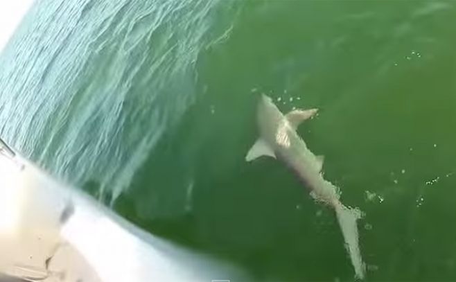 Increíble: pez mero devora a un tiburón de un solo bocado Increíble: pez mero devora a un tiburón de un solo bocado