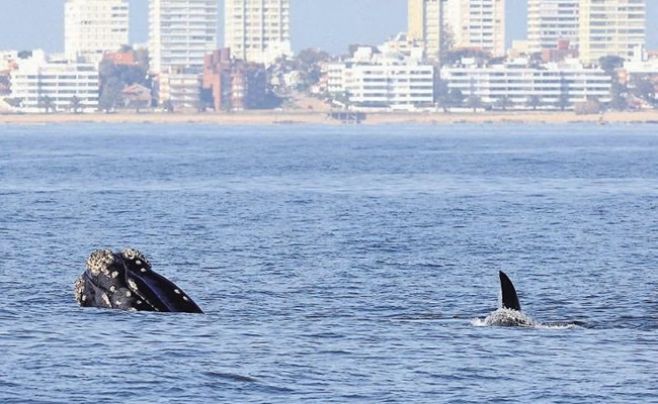 Uruguay pedirá incrementar protección de ballenas