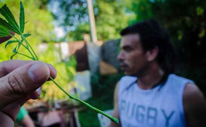 Abren registro para el cultivo doméstico de marihuana