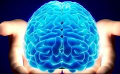 Descubren proceso cerebral tras acciones recurrentes