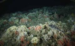 Atlas documenta 9.000 especies marinas en Antártida