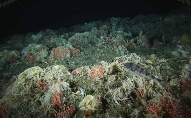 Atlas documenta 9.000 especies marinas en Antártida