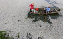 Investigan muerte de toneladas de peces en laguna de México