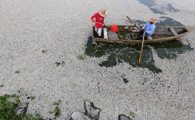 Investigan muerte de toneladas de peces en laguna de México. EFE