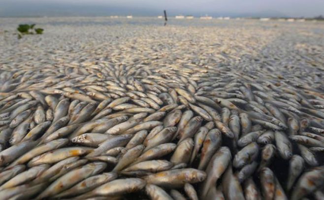 Investigan muerte de toneladas de peces en laguna de México. EFE
