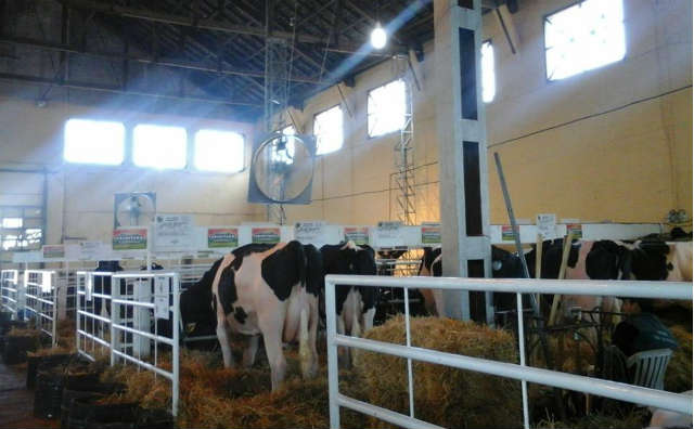 ¿Por qué en el pabellón de ganado lechero en la Expo Prado, los animales tienen ventiladores y alfombras de goma para desplazarse?