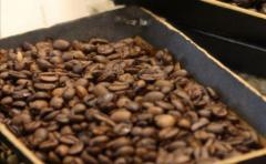 Cambio climático aumentará enfermedades en el café