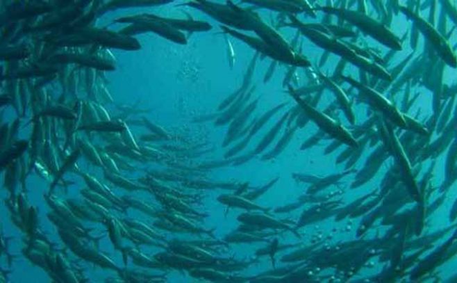 Océanos: muchos más peces de los calculados y menos plástico