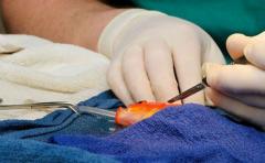 Pez dorado fue operado de un tumor cerebral