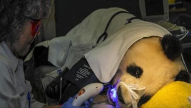 Panda gigante fue al dentista para que le arreglen un diente