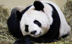 Panda del zoo de Edimburgo no está embarazada