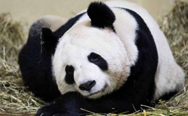 Panda del zoo de Edimburgo no está embarazada